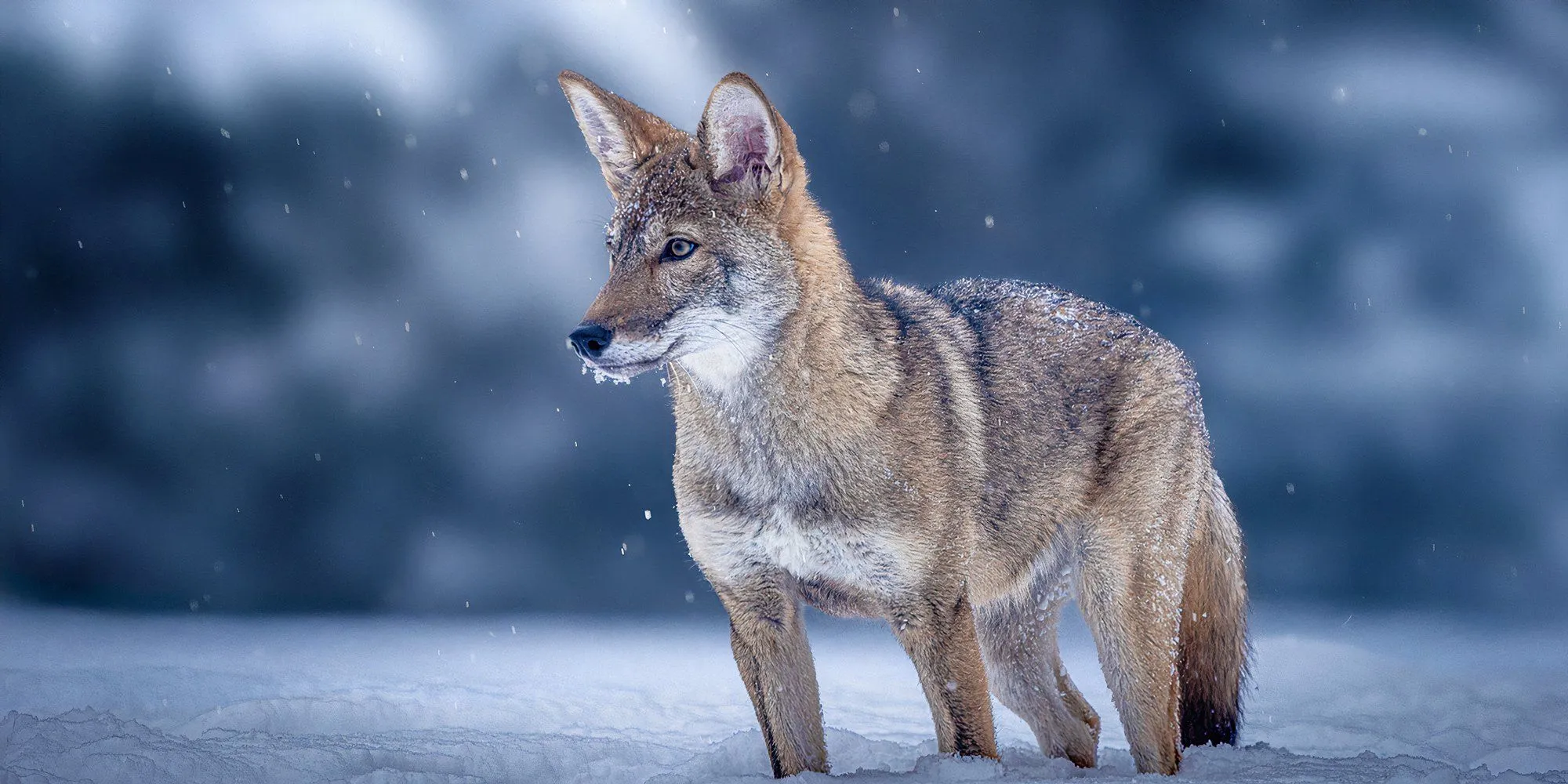 colossal red wolf colossal red wolf