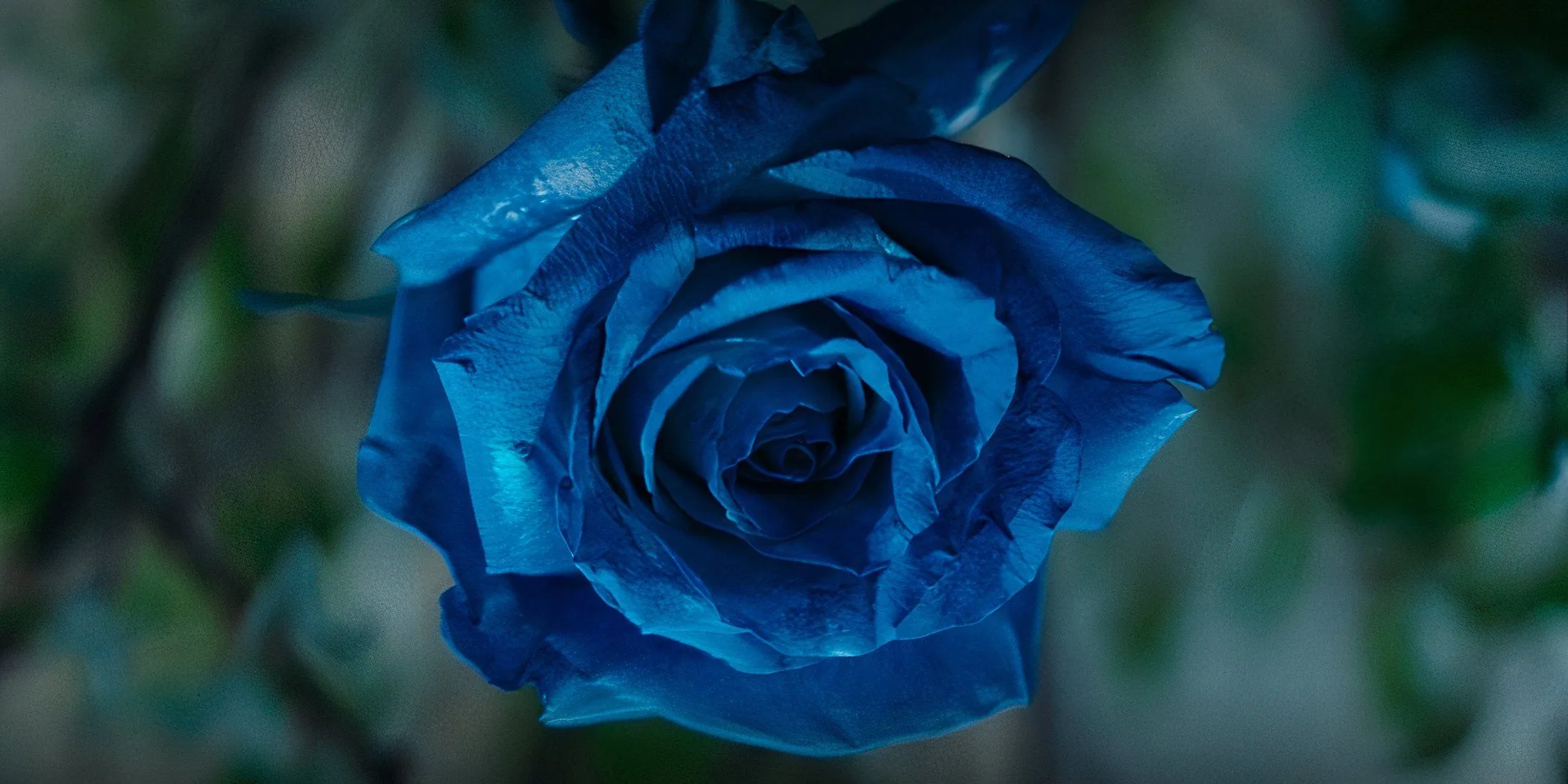 Daredevil: Born Again Blue Rose