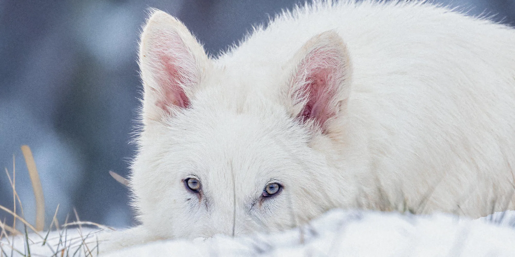 dire wolf colossal eyes dire wolf colossal eyes