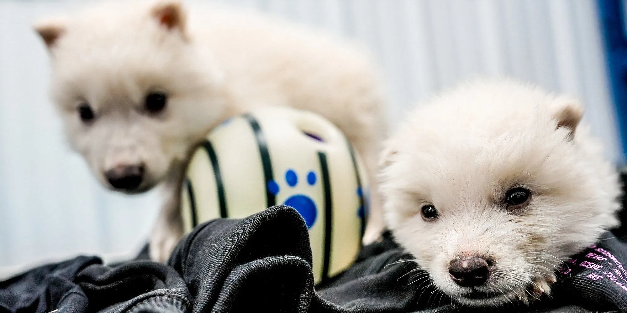 dire wolf pups colossal dire wolf pups colossal