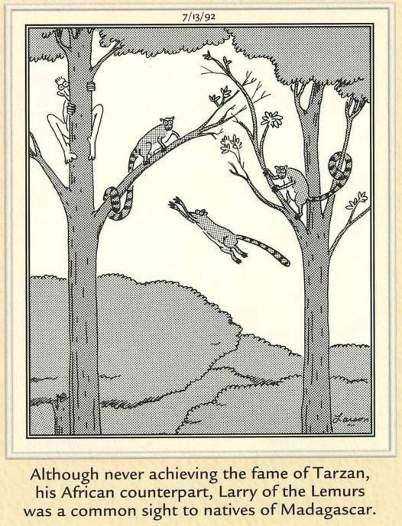 Far Side, a man acting like a lemur with other lemurs in a tree. Far Side, a man acting like a lemur with other lemurs in a tree.