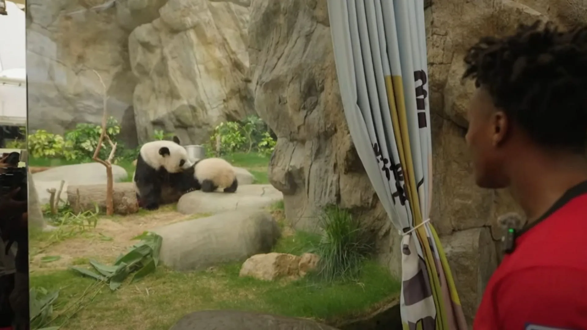 Speed enjoys his first encounter with pandas at the Hong Kong Zoo (Image via IShowSpeed/YouTube)