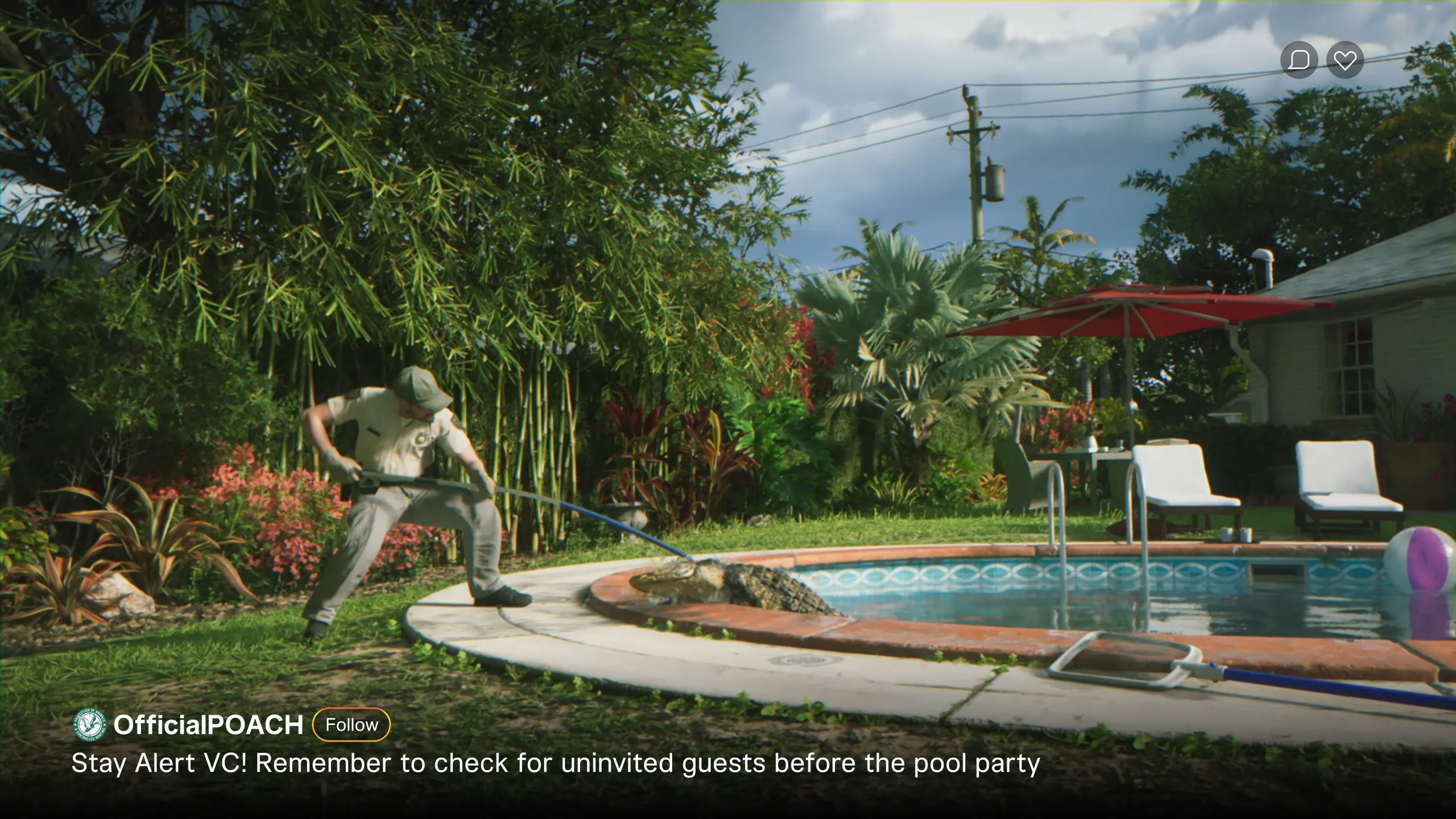 Gator being pulled from a pool Gator being pulled from a pool