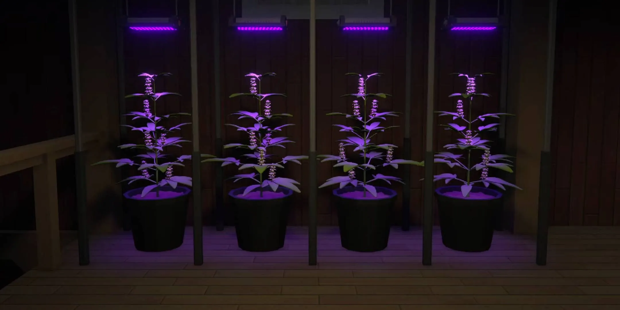 Schedule 1 OG Kush plants growing basic drug product under ultraviolet lamps Schedule 1 OG Kush plants growing basic drug product under ultraviolet lamps