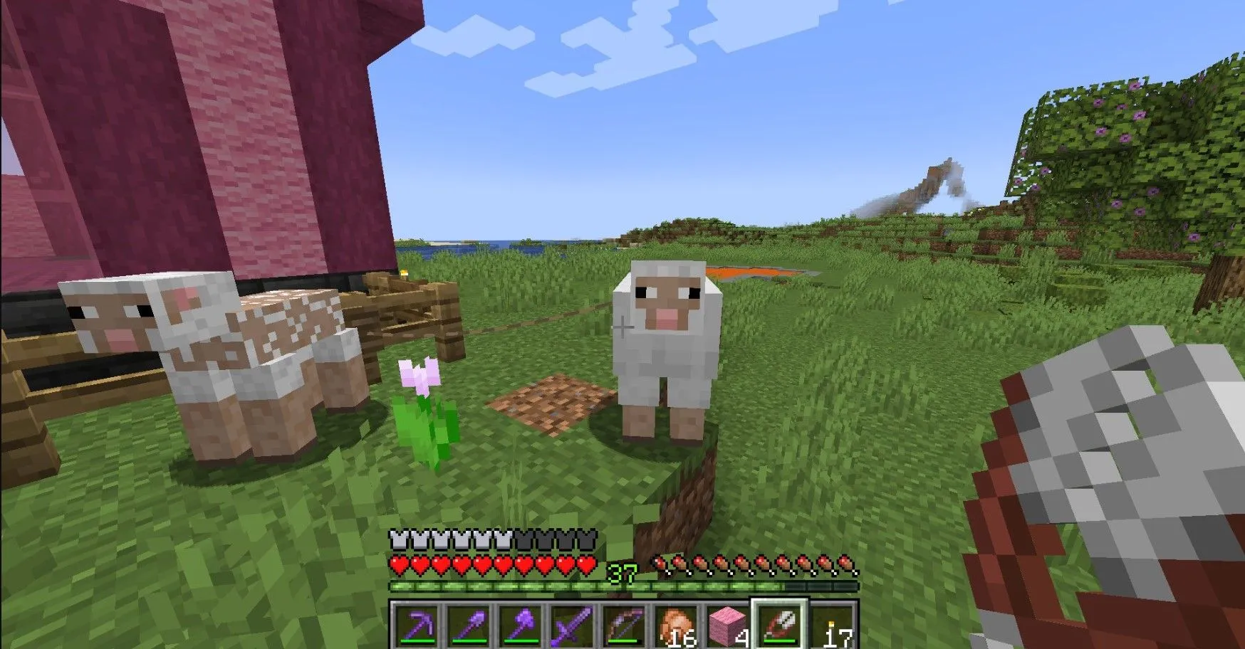 Minecraft Sheep