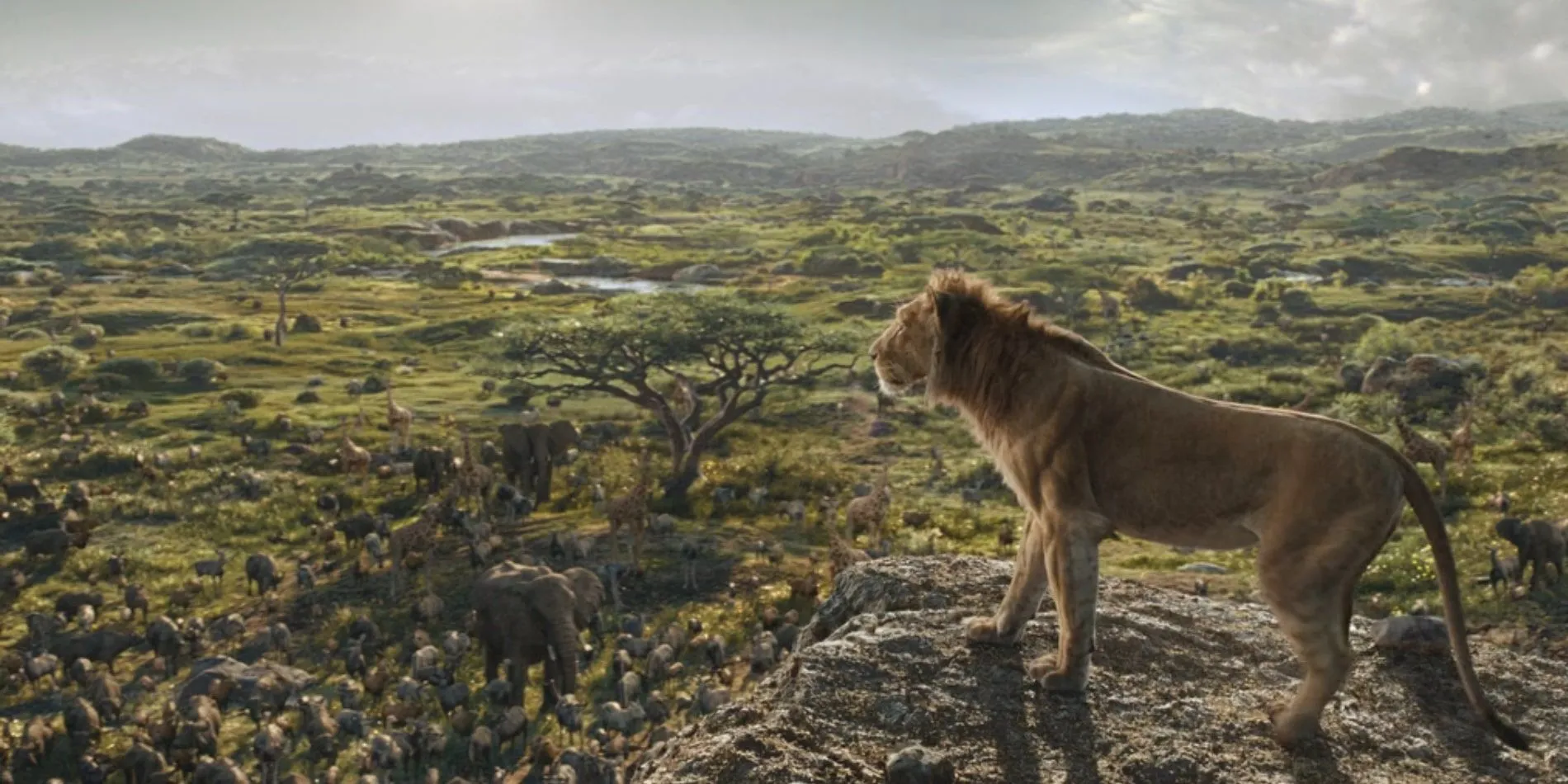 Mufasa overlooking his subjects