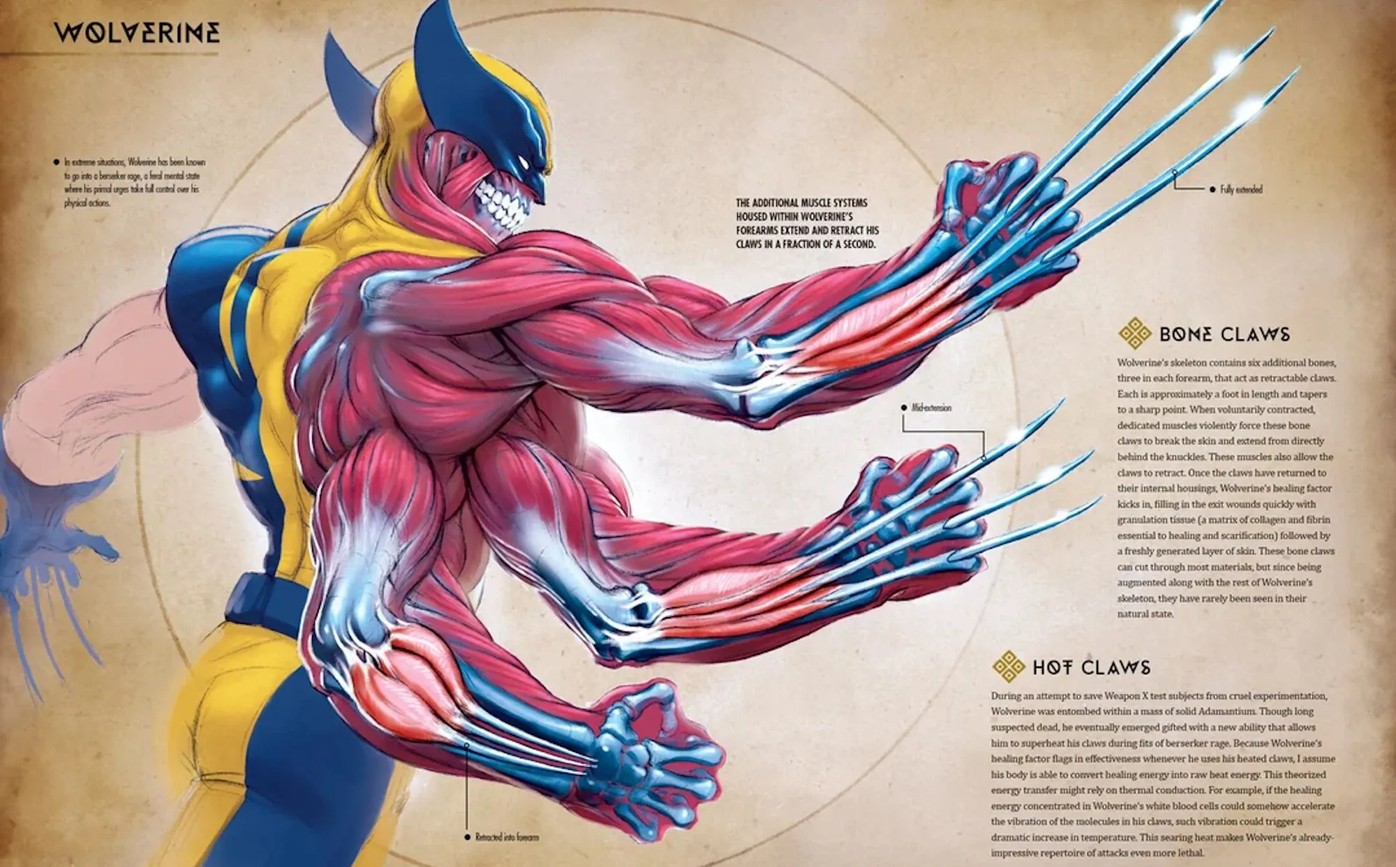 Wolverine Muscle Diagram