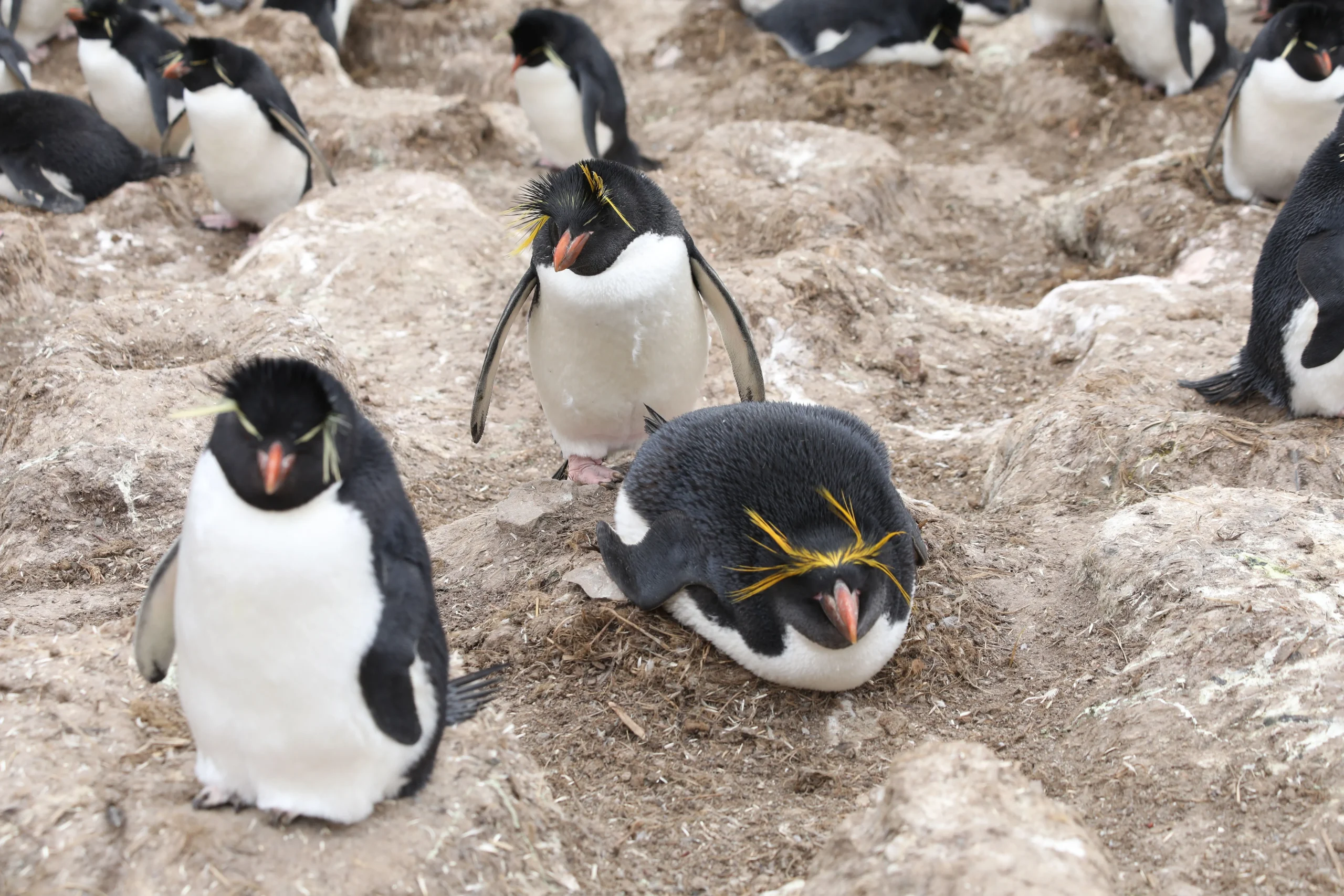 Nat Geo Secrets of The Penguins 102 Rockhopper Macaroni