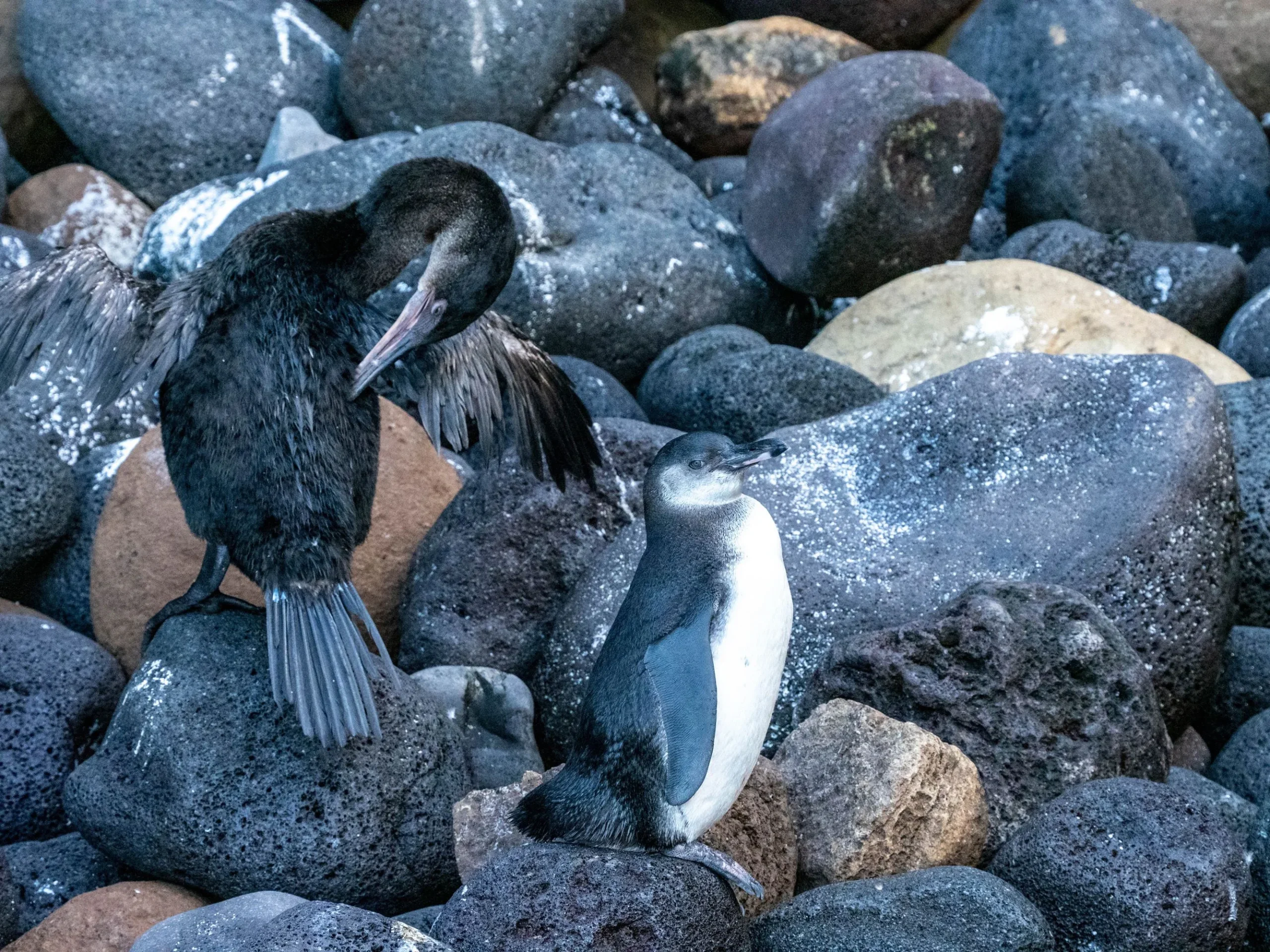 National Geographic Lindblad Expeditions Ecuador Galapagos Islands Isabela Island Penguin