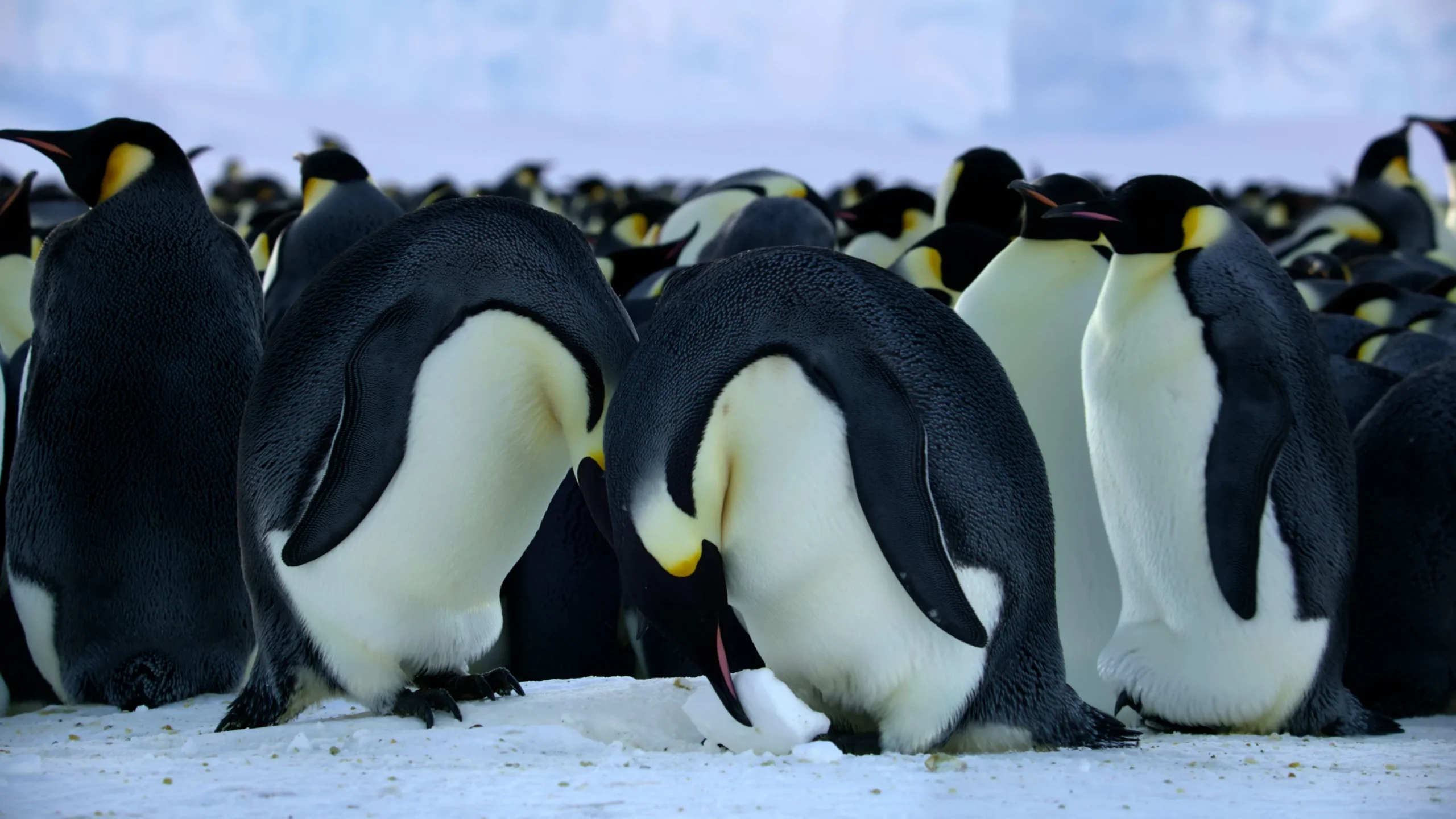 National Geographic Secrets Of The Penguins Snow Ball Training