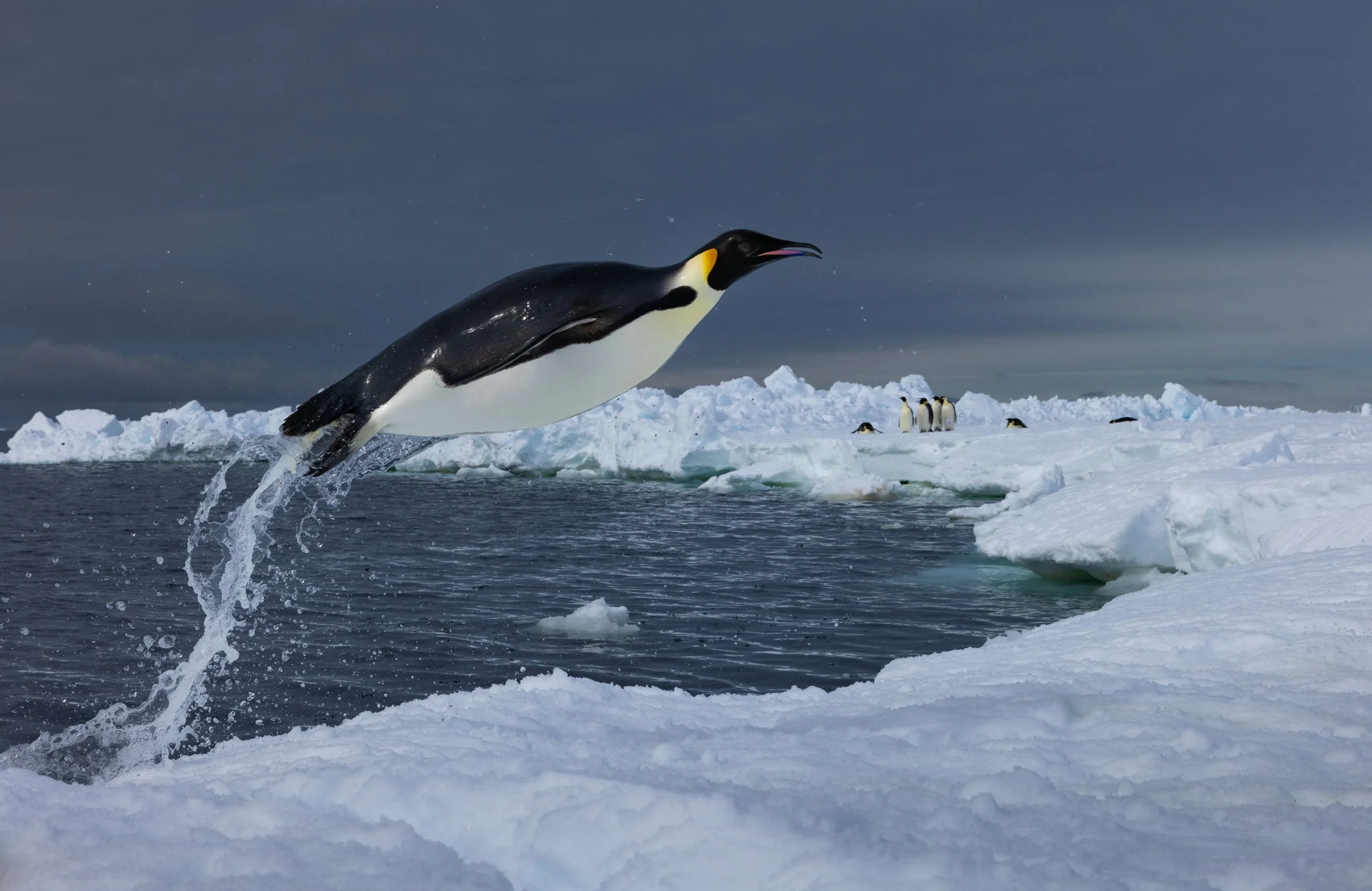 Secrets of The Penguins 101 Flying Emperor